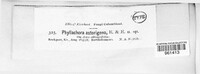 Phyllachora asterigena image